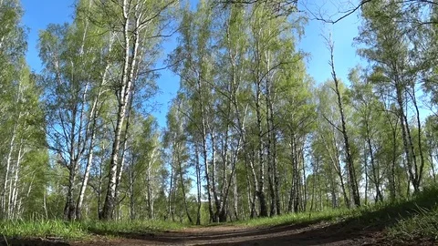 Movement along the path in a birch grove, taken from a low point Stock Footage 75833242