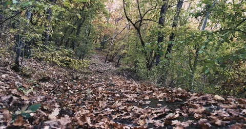 Movement along a path covered with dry oak leaves in the Autumn forest on the Stock Footage 260940587
