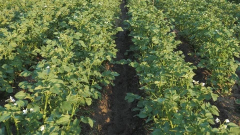 Movement Along The Rows Of Bushes Of Potatoes In A Farmer Field Stock Footage 115538879