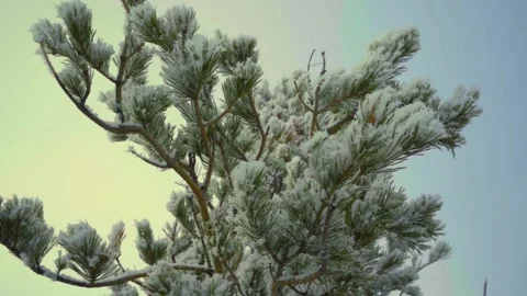 Movement along a snow-covered pine branch Stock Footage 148376957