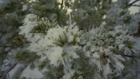 Movement along a snow-covered pine branch, close-up Stock Footage 148376992