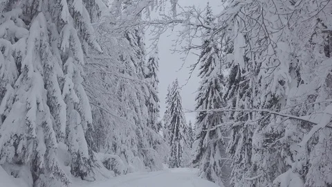 Movement along a snowy pine forest in winter (D-log) Stock Footage 102365771