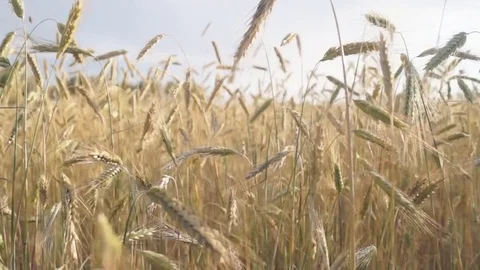 Movement along the wheat field Stock Footage