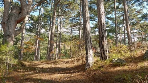 Movement among pine trees Video stock 164985456