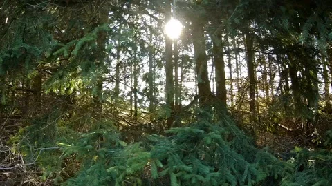 Movement among the trees against the sun Video stock 117091635