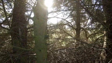 Movement among the trees against the sun Video stock 117091652