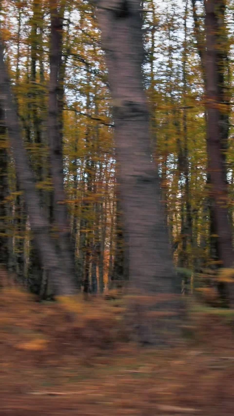Movement And Blurry View Of The Forest Stock Footage 284154057