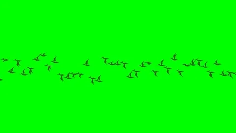 Movement and collective flight of group of migratory birds in sky, bats, Stock Footage 285951484