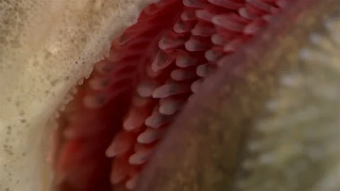 Movement and work of the gills when breathing in sturgeon fish, close-up Stock Footage 96415307