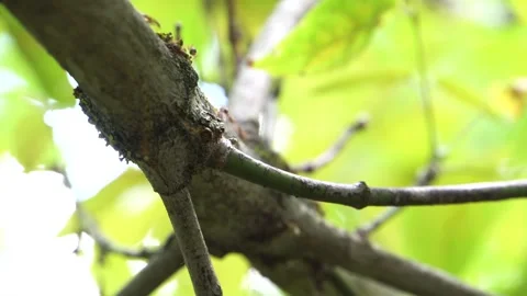 Movement of ants on a branch 4K Stock Footage 292833530