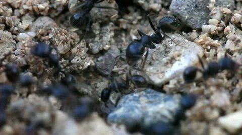 Movement of ants close up Stock Footage 11128441