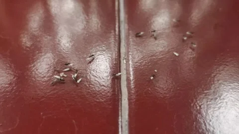 The Movement of Ants on The Floor Stock Footage 302532745