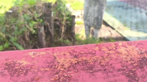Movement of ants Stock Footage 336675366