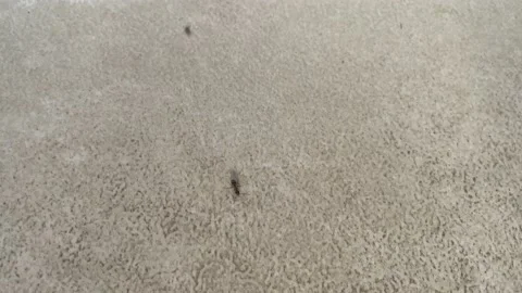 Movement of ants in the house Stock Footage 196609320