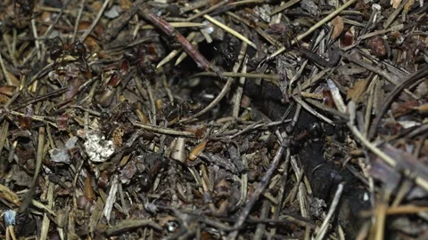 Movement of ants in their anthill. Video stock 318590868