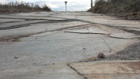 The movement of ants under evening light in summertime Stock Footage 313164761