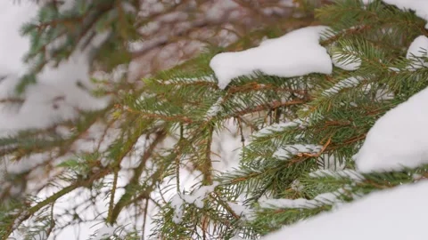 Movement around a pine branch Stock Footage 228753290