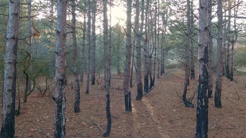 Movement in autumn coniferous pine forest, with fallen yellow needles 库存影片 242356743