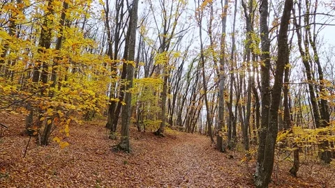 Movement in autumn forest along  path Stock Footage 163908636