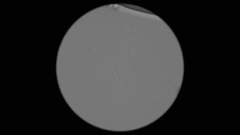 Movement of bacteria under a microscope Stock Footage 92365000