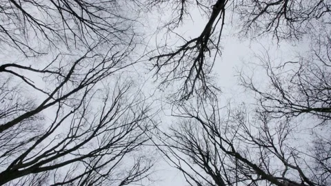 The movement of bare trees against the background of an overcast gray sky. Stock-Footage 232713600