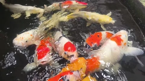 Movement of beautiful koi fish Stock Footage 336675447