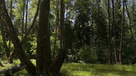 Movement on a beautiful sunny forest Видео 39844706
