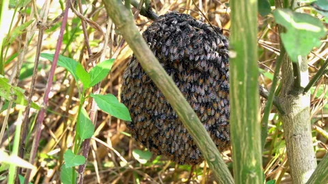 The movement in a beehive. Stock Footage 274339931