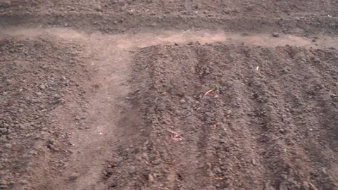 Movement behind the mesh fence parallel to the path between the garden beds Stock-Footage 196308824