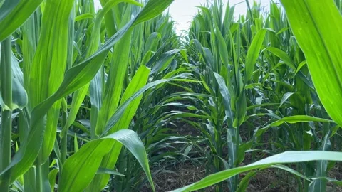 Movement between rows in a green corn field Stock Footage 140758983