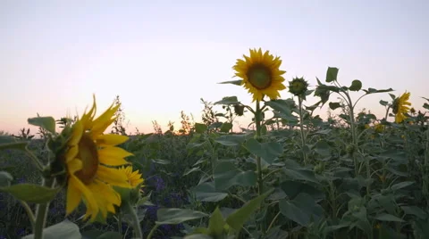 Movement between sunflowers in a field 스톡 동영상 52053770