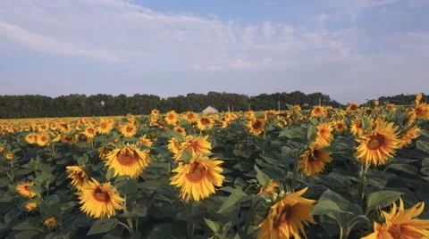 Movement between sunflowers in a field 스톡 동영상 52431909