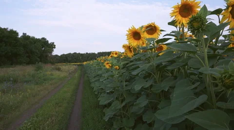 Movement between sunflowers in a field Stock-Footage 52432212