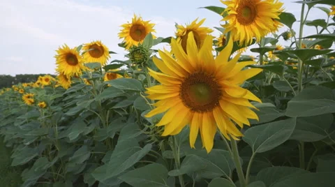Movement between sunflowers in a field Stock-Footage 52432229