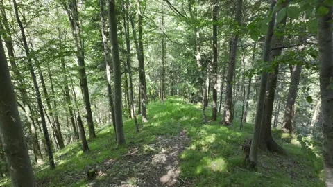Movement Between The Trees in The Middle of a Well-lit Forest. Stock Footage 280983864