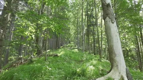 Movement Between The Trees in The Middle of a Well-lit Forest. Stock Footage 280984334