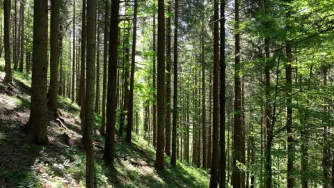 Movement Between The Trees in The Middle of a Well-lit Forest. Stock Footage 281006946