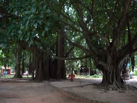 Movement between two wide large tropical trees with creepers in the park 스톡 동영상 71531700