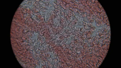 Movement of blood under the microscope Stock Footage 87926642