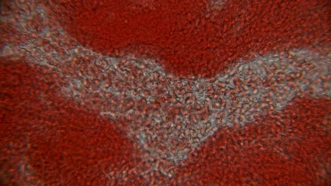 Movement of blood under the microscope Stock Footage