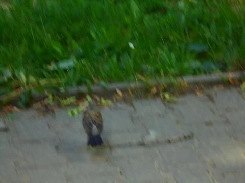 Movement blurred image of thrush bird on a pavement. Robin bird on sidewalk Stock Photos