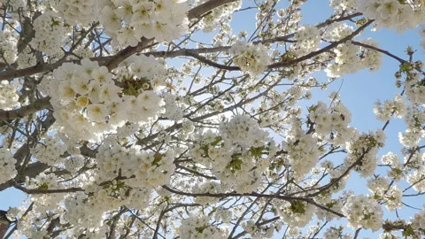 Movement from bottom to top within Cherry Tree full of white blooming flowers Видео 335898347