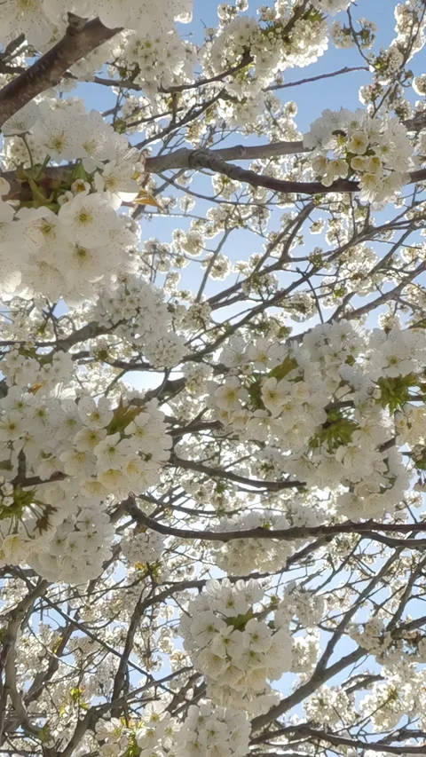 Movement from bottom to top within Wild Cherry Tree, Prunus avium full of white Stock-Footage 347008393