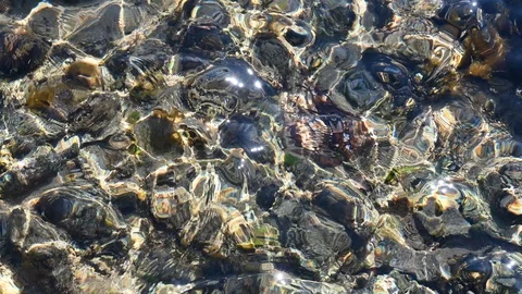 Movement of bright transparent sea surface Stock Footage 103375829