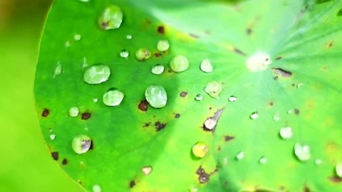 Movement of bubble spilling on green leaf Stock Footage 82356964