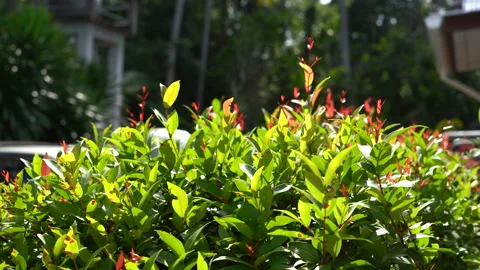 Movement of a bush as it shakes in the wind Stock Footage 236700570