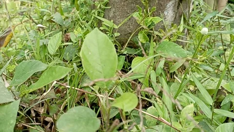 Movement in the bushes Stock Footage 221391469