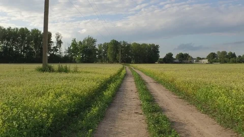 Movement of camera along dirt road among green agricultural field before storm Stock Footage