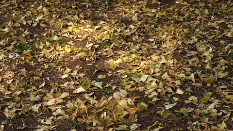 Movement of the camera along a forest glade with fallen autumn leaves.  Stock Footage 81318369