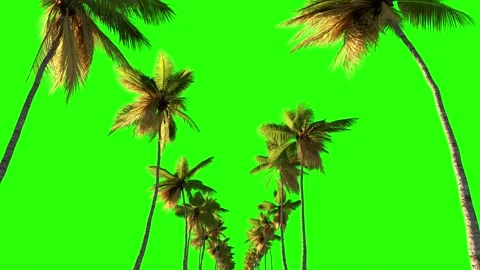 The movement of the camera along the road from palm trees on a green Stock Footage 144275396